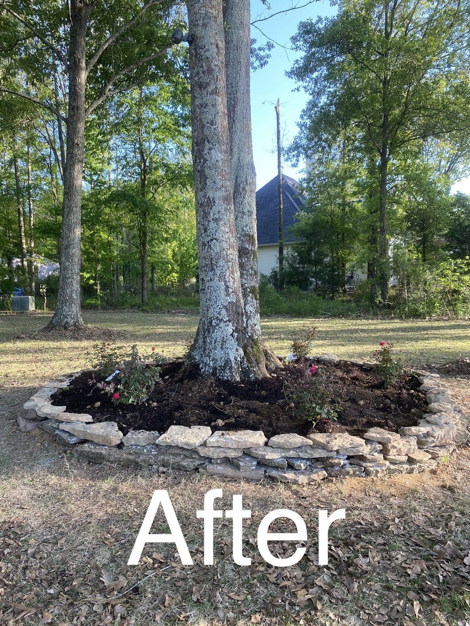 After: stone-edged tree ring with fresh mulch