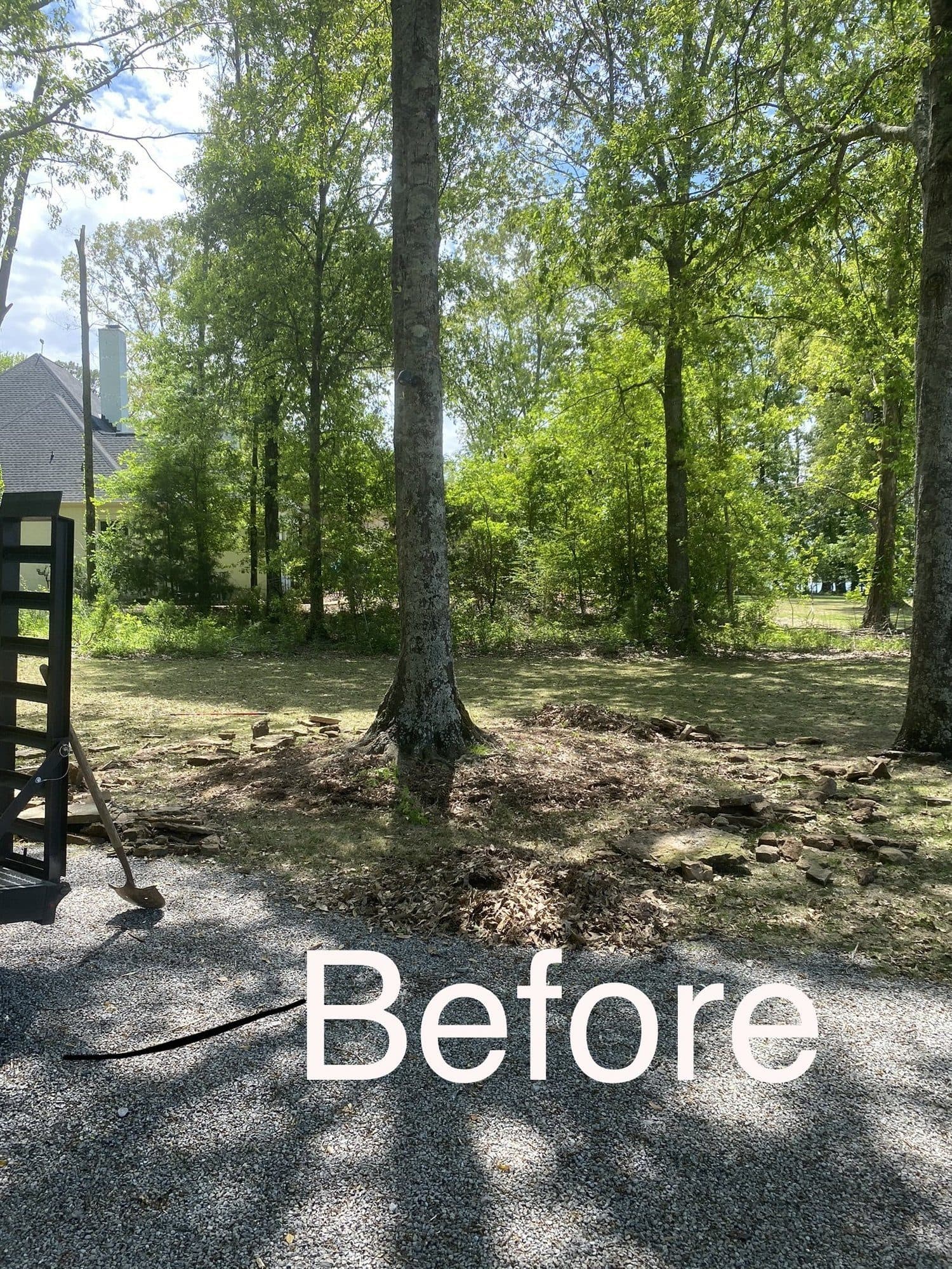 Before: bare dirt and roots around a tree trunk